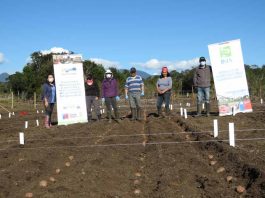 Especialistas de INIA establecieron Unidades Demostrativas de producción de papa en las comunas de Futaleufú y Ayacara