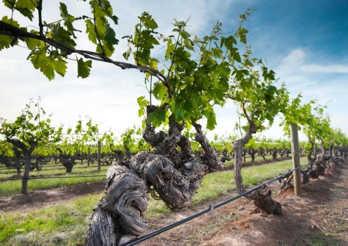 Exportaciones de uvas de mesa de Chile crecerán más de 29,3% esta temporada 2021-2022