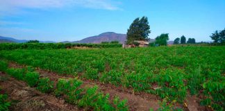 Fedefruta pide a Kast y Boric profundizar sus programas hacia la ruralidad