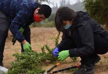 Incendios forestales en Chile ¿Qué sabemos de los compuestos químicos en tallos, frutos, troncos y raíces?