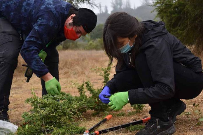 Incendios forestales en Chile ¿Qué sabemos de los compuestos químicos en tallos, frutos, troncos y raíces?