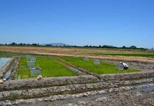 Investigadora INIA presentó proyecto enfocado a disminuir emisiones de gases de efecto invernadero en cultivo del arroz