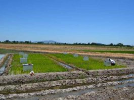 Investigadora INIA presentó proyecto enfocado a disminuir emisiones de gases de efecto invernadero en cultivo del arroz