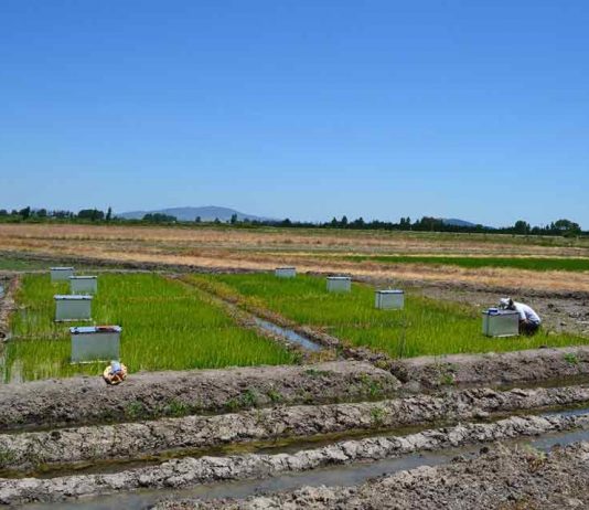 Investigadora INIA presentó proyecto enfocado a disminuir emisiones de gases de efecto invernadero en cultivo del arroz