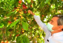 La cosecha y exportación de cerezas sufre retraso en la región de O'Higgins