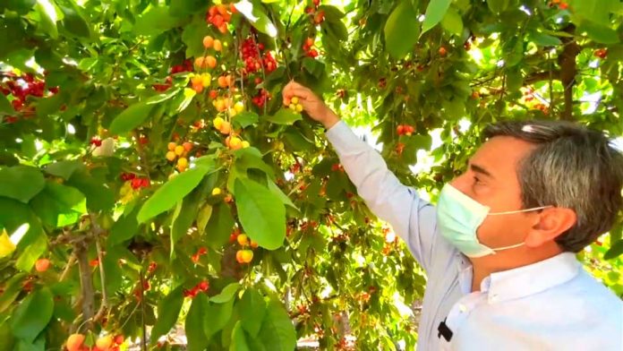 La cosecha y exportación de cerezas sufre retraso en la región de O'Higgins