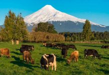 Lecheros trabajan en desarrollar aplicación para mejorar la sustentabilidad en los campos