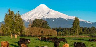 Lecheros trabajan en desarrollar aplicación para mejorar la sustentabilidad en los campos