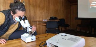 SAG capacita sobre la mosca de alas manchadas