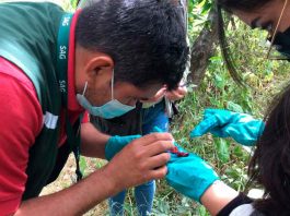 SAG llama realizar manejo preventivo de huertos frutales para enfrentar Drosophila suzukii