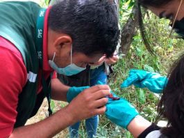 SAG llama realizar manejo preventivo de huertos frutales para enfrentar Drosophila suzukii