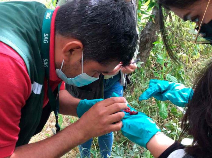 SAG llama realizar manejo preventivo de huertos frutales para enfrentar Drosophila suzukii