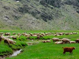 Se realizó seminario: Sustentabilidad en el sector ganadero, tendencias internacionales y avances en Chile 