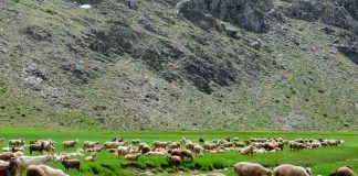 Se realizó seminario: Sustentabilidad en el sector ganadero, tendencias internacionales y avances en Chile 