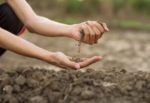 Académico de Agronomía destaca importancia de los suelos con la seguridad alimentaria