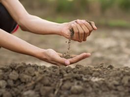 Académico de Agronomía destaca importancia de los suelos con la seguridad alimentaria