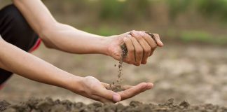 Académico de Agronomía destaca importancia de los suelos con la seguridad alimentaria