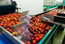 Aconcagua Foods abre 2.000 plazas de trabajo para su temporada de producción de duraznos 2022