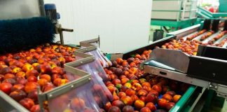 Aconcagua Foods abre 2.000 plazas de trabajo para su temporada de producción de duraznos 2022