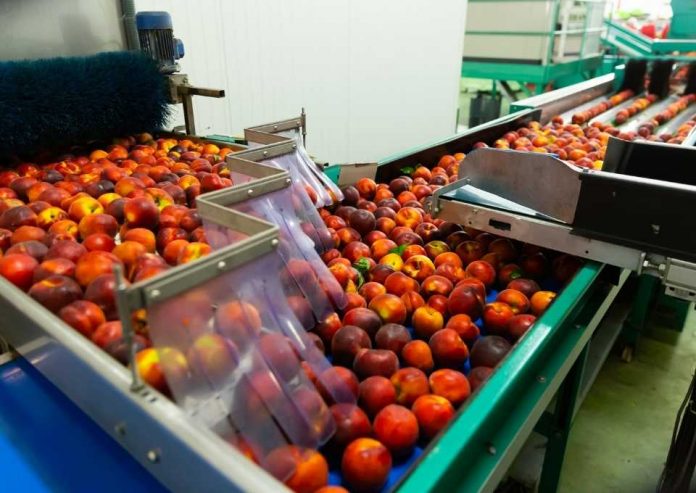 Aconcagua Foods abre 2.000 plazas de trabajo para su temporada de producción de duraznos 2022