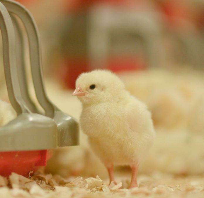 Agrosuper es la primera empresa Sudamericana en obtener certificación internacional en bienestar animal
