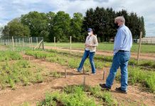 Alfalfa resistente a la sequía: alimentación para los animales en la zona sur