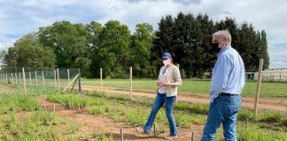 Alfalfa resistente a la sequía: alimentación para los animales en la zona sur