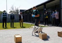 Angus, Overo y Berk: Tres nuevos canes se integran a la Brigada Canina SAG donados por Faenacar