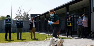 Angus, Overo y Berk: Tres nuevos canes se integran a la Brigada Canina SAG donados por Faenacar