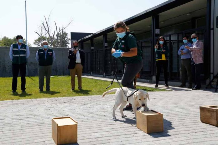 Angus, Overo y Berk: Tres nuevos canes se integran a la Brigada Canina SAG donados por Faenacar