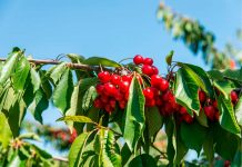 Argentina crece polémica por importación de cereza chilena
