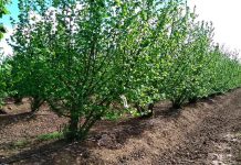 Avellano Europeo Agronomía UdeC firma segundo convenio de colaboración con Ferrero Hazelnut Company