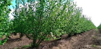 Avellano Europeo Agronomía UdeC firma segundo convenio de colaboración con Ferrero Hazelnut Company