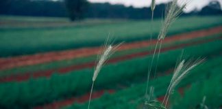 El camino hacia una agricultura cero emisiones