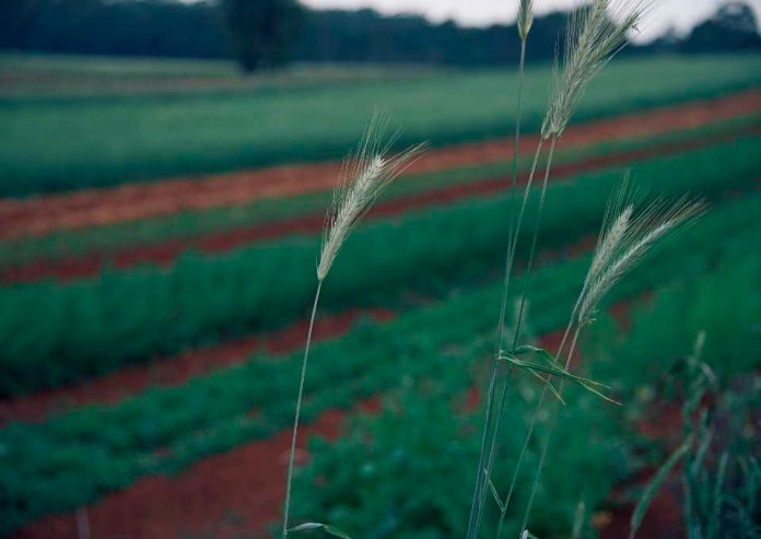 El camino hacia una agricultura cero emisiones