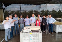Fedefruta y Fruseptima muestran el proceso de cosecha y packing de cerezas en Curicó, a representantes de la Embajada de Estados Unidos en Chile