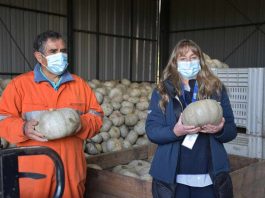 Horticultores locales aumentan casi en 170% sus ventas durante la pandemia gracias a convenio entre INDAP y Unimarc
