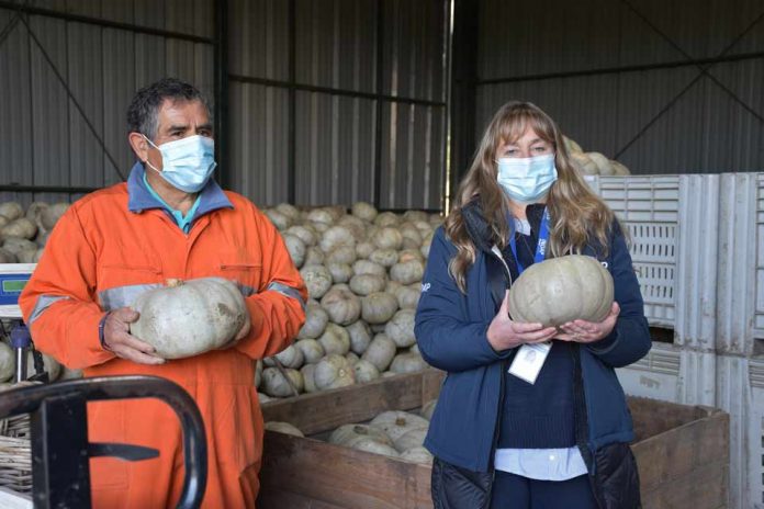 Horticultores locales aumentan casi en 170% sus ventas durante la pandemia gracias a convenio entre INDAP y Unimarc