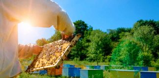 INIA La Platina culmina con éxito convenio de investigación para fortalecer prácticas sustentables en la apicultura chilena