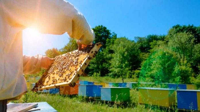 INIA La Platina culmina con éxito convenio de investigación para fortalecer prácticas sustentables en la apicultura chilena
