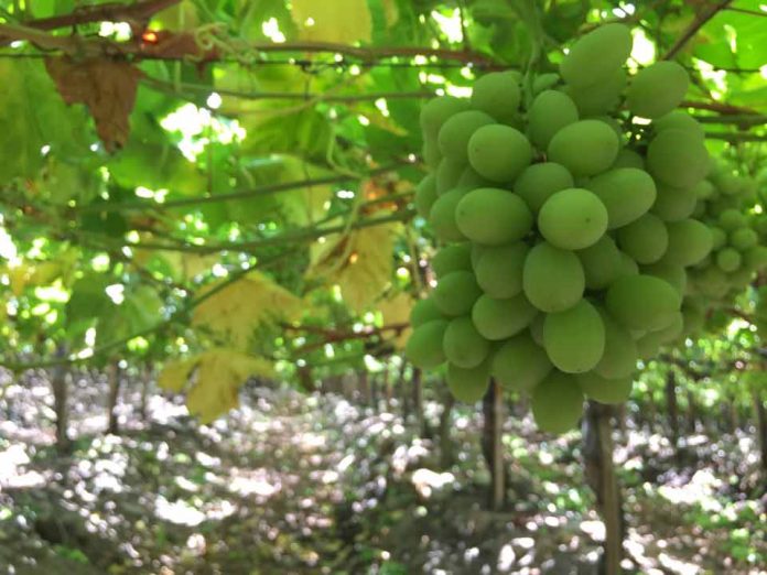 Indonesia renueva el reconocimiento del Sistema de Control de Inocuidad de Alimentos Frescos de Origen Vegetal chileno