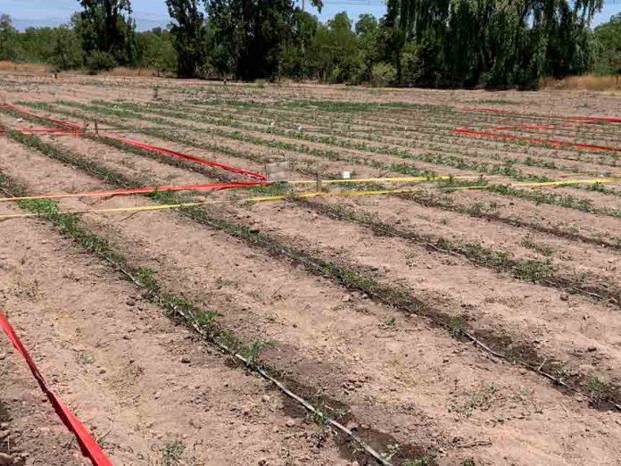 Investigación INIA concluye que hortalizas sometidas a estrés hídrico, mejoran sus propiedades saludables y antioxidantes