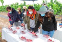 Investigadores realizan preselección de cerezos obtenidos mediante programa de mejoramiento genético