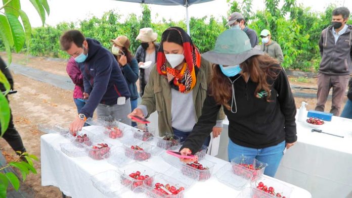 Investigadores realizan preselección de cerezos obtenidos mediante programa de mejoramiento genético