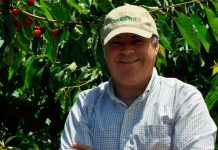 Ha habido una redistribución de gente que no ha impactado la cosecha de cerezas