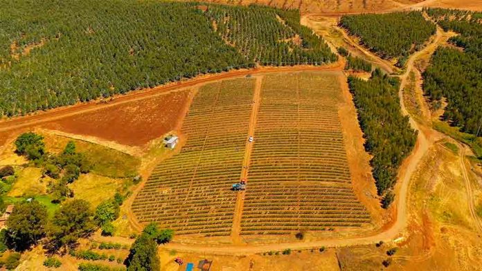 La transformación de la fruticultura