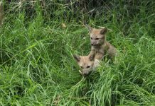 Qué hacer si encontramos aves o animales silvestres extraviados o heridos