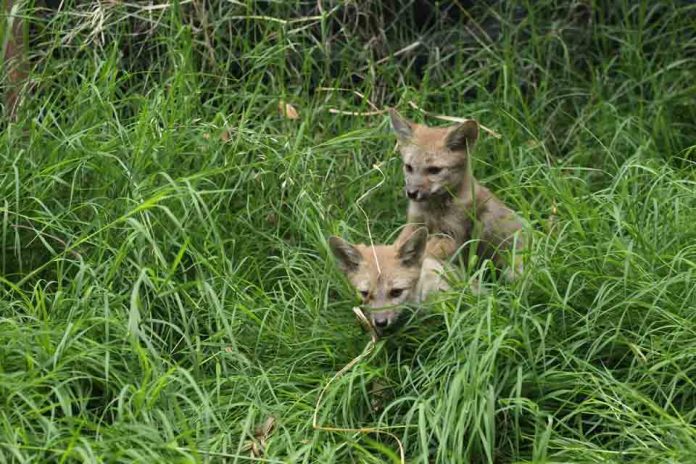 Qué hacer si encontramos aves o animales silvestres extraviados o heridos
