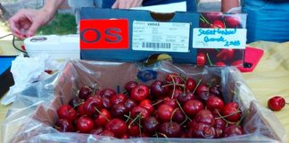 Realizan pruebas de variedades de cerezas tras un mes de almacenamiento en frío