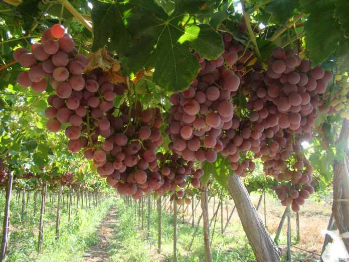 SAG amplía plazo para declarar las plantaciones de vides con su ubicación geoespacial